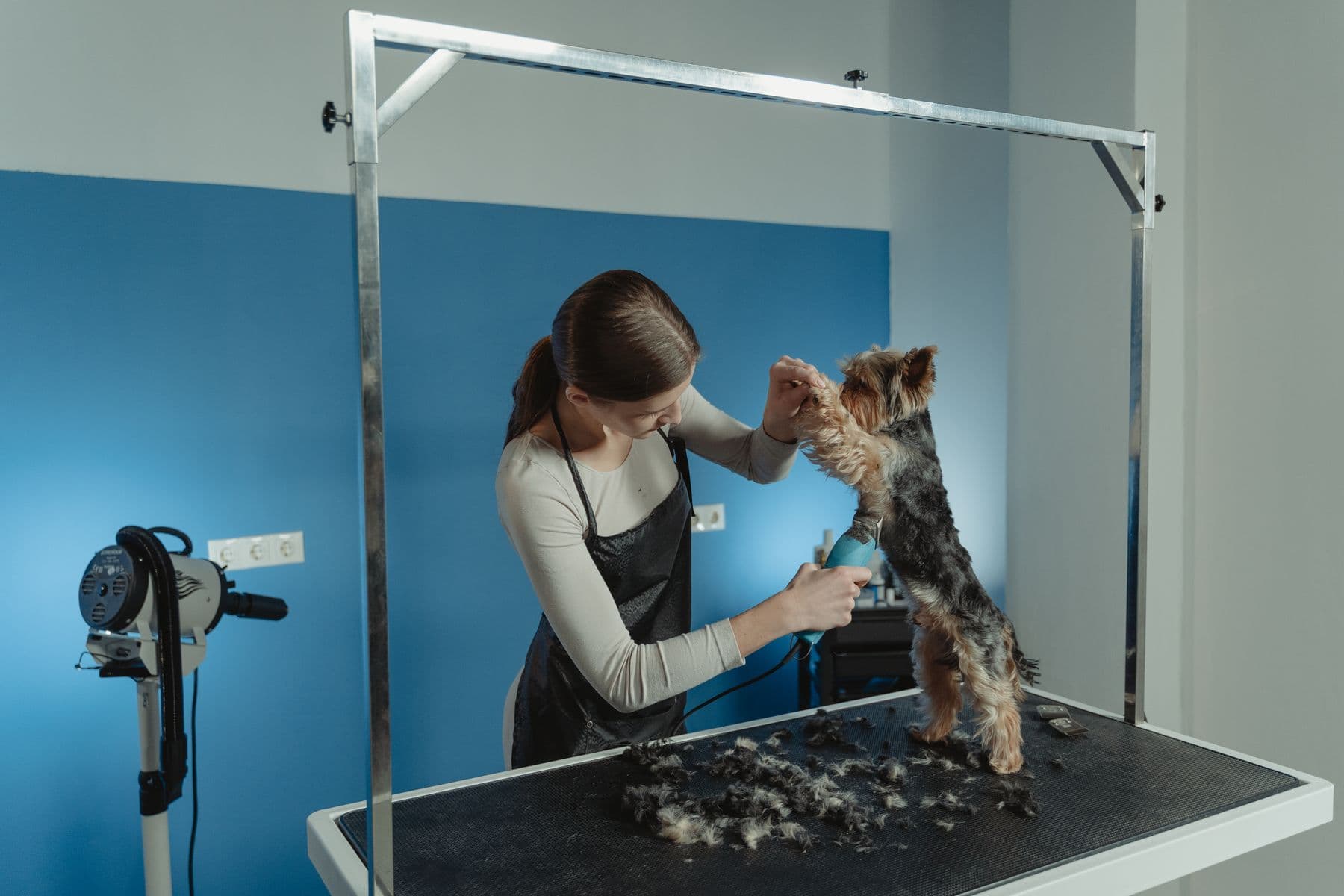 A groomer at work with a terrier