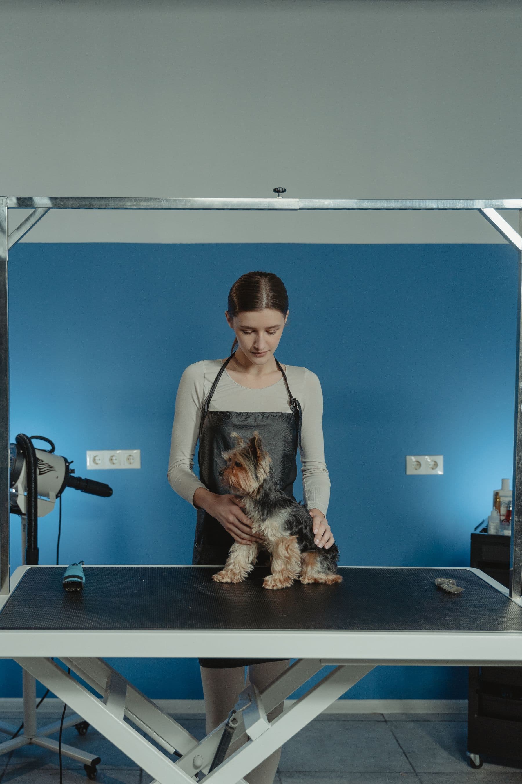 A groomer holding a small terrier on the grooming table