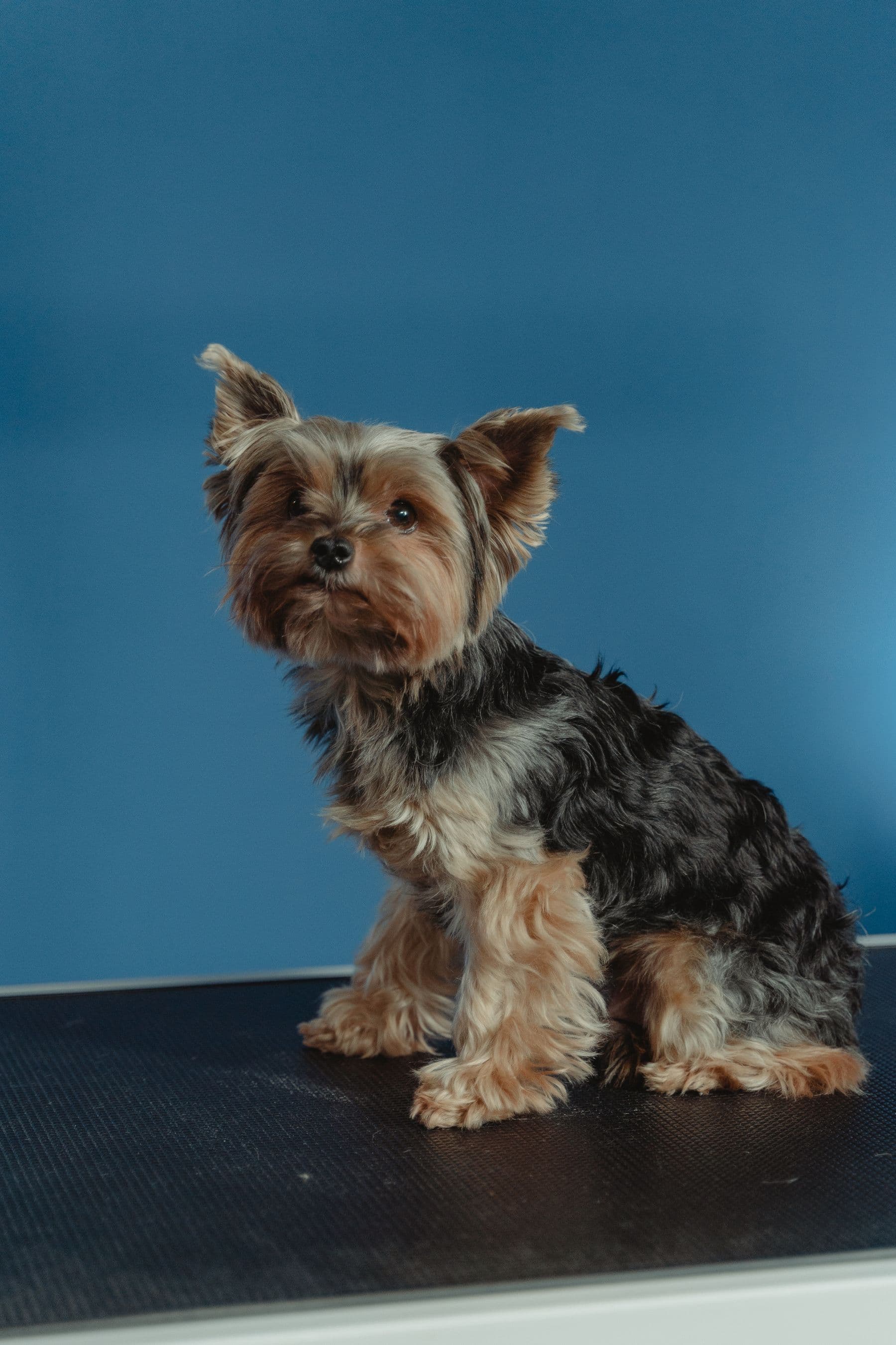 A small Yorkshire terrier sitting on the grooming table