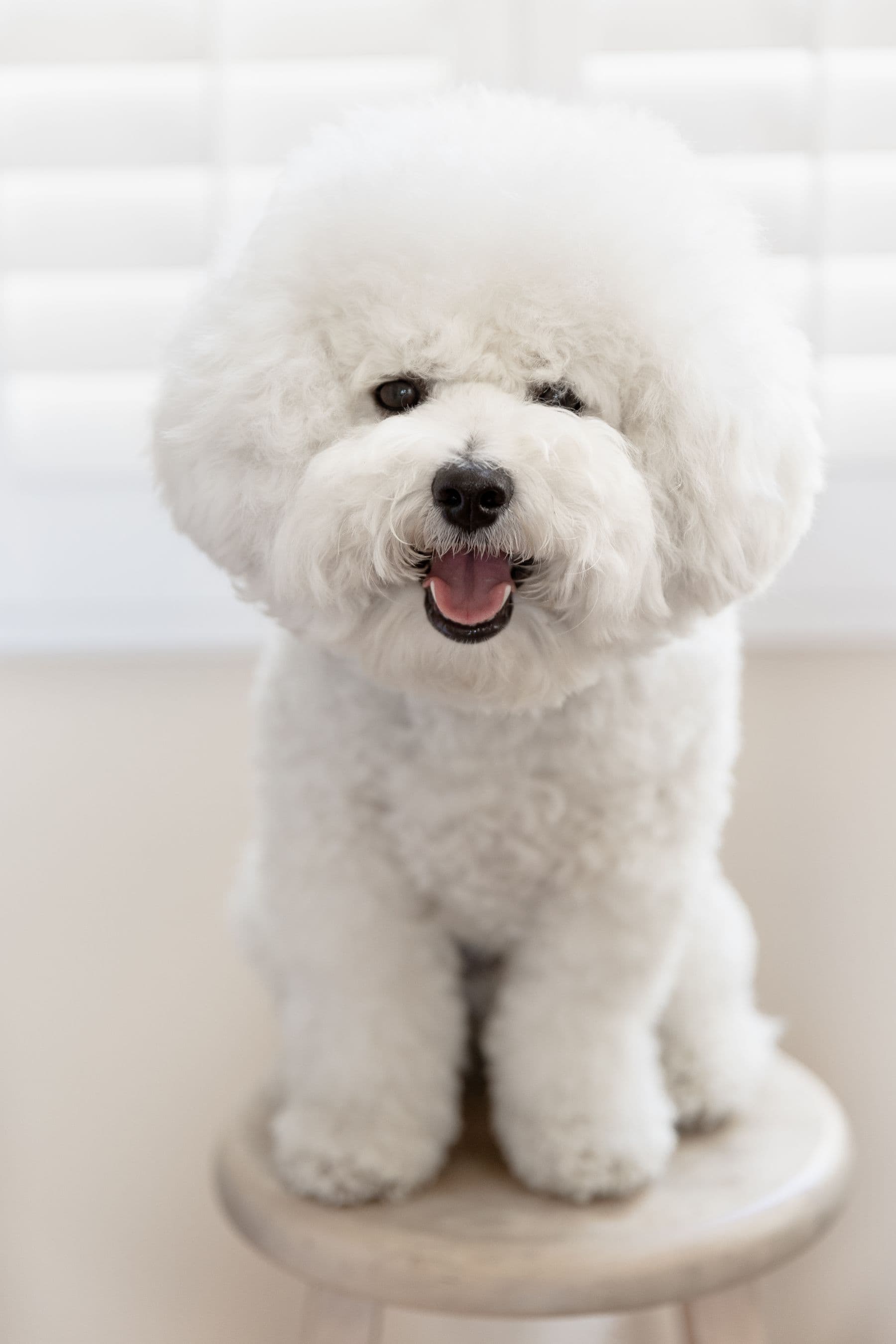 Coco, a bichon frise, after a groom