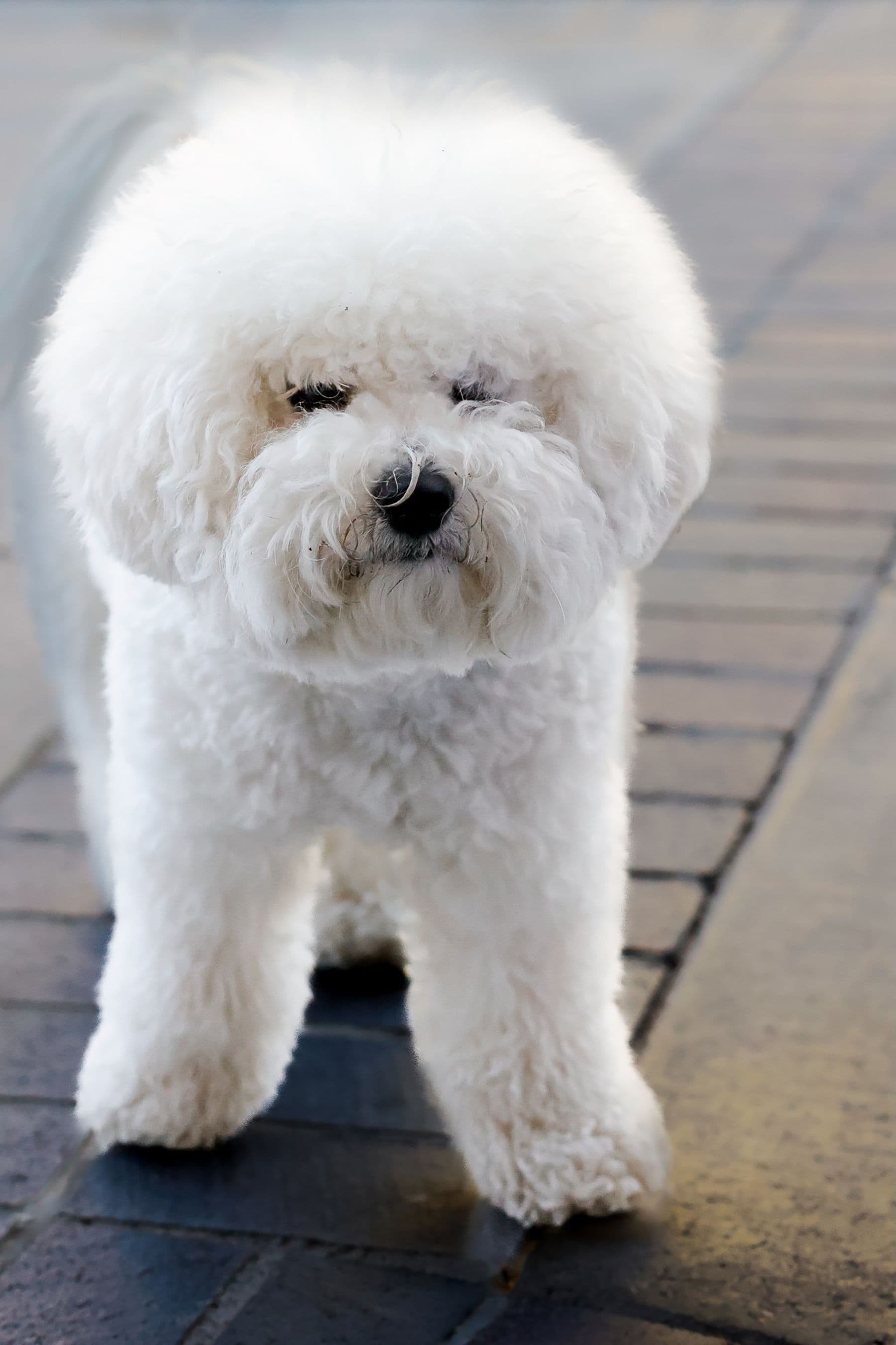 Snowy, a bichon frise, after a groom