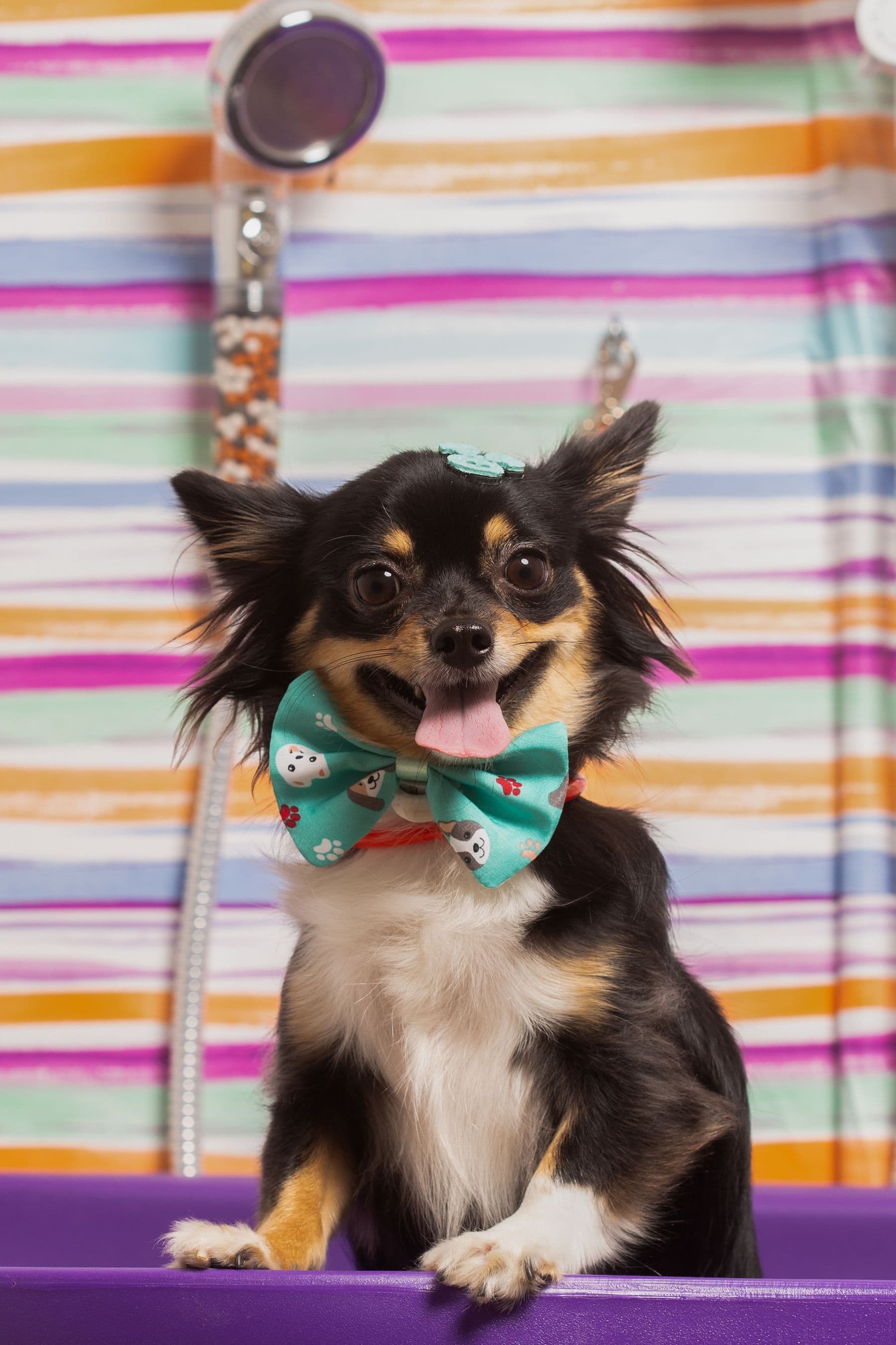 Taco, a long-haired chihuahua, after a groom