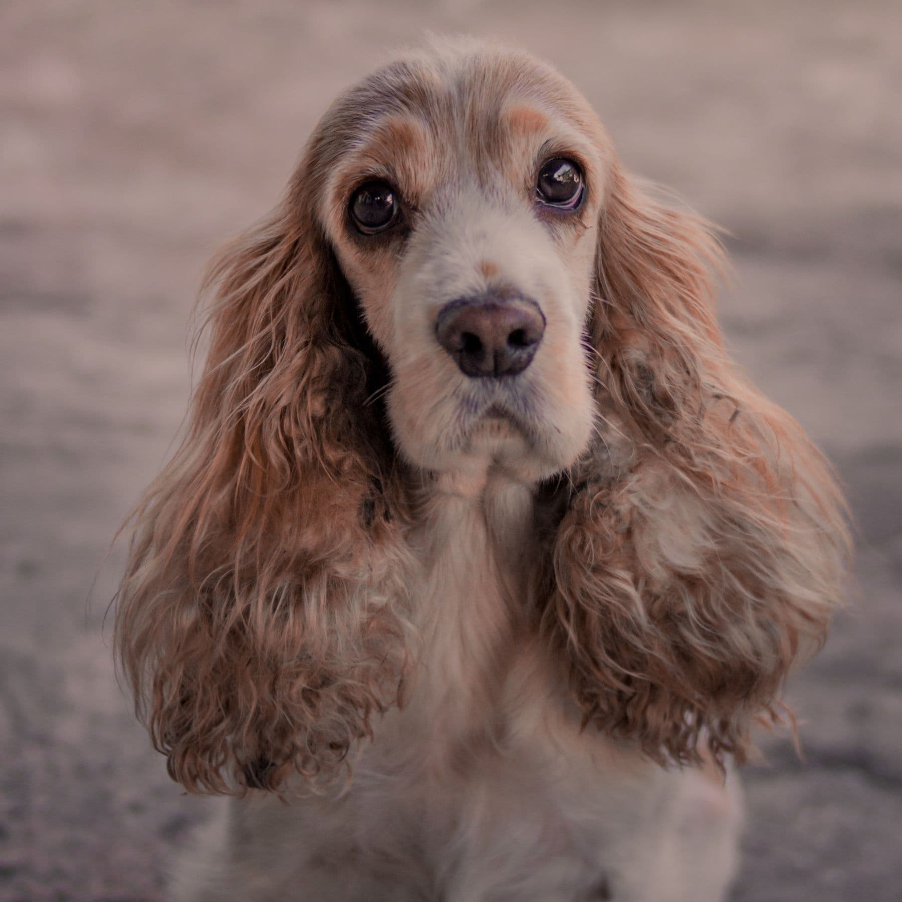 Hazel, a cocker spaniel, after a groom