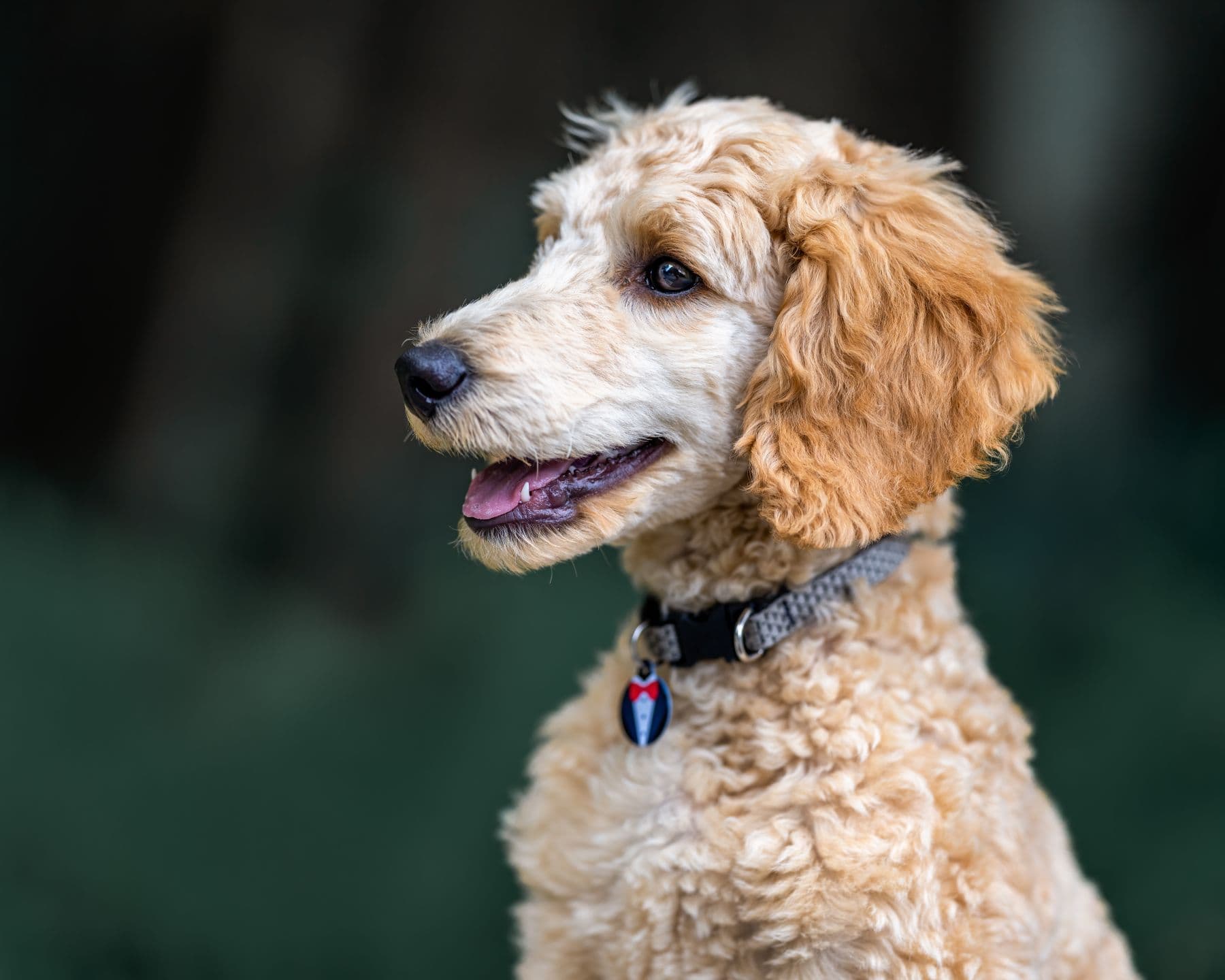 Mango, a cavoodle, after a groom