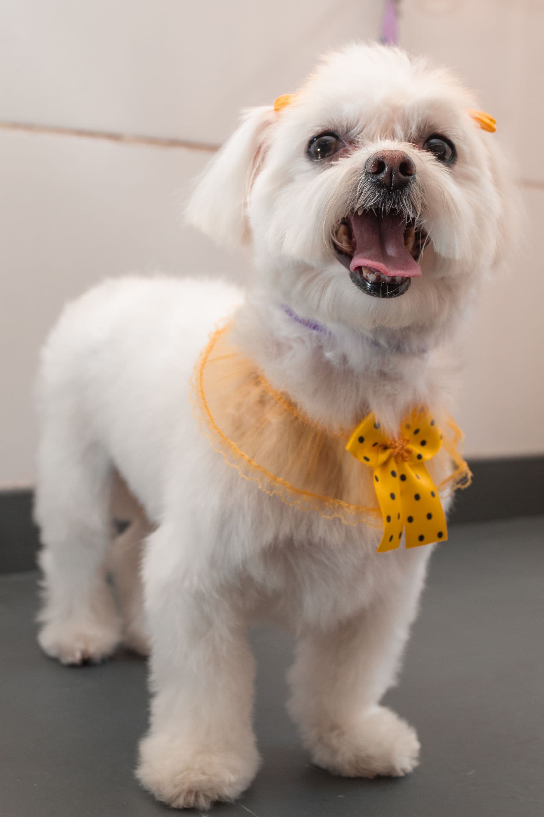 Biscuit, a maltese cross, after a groom