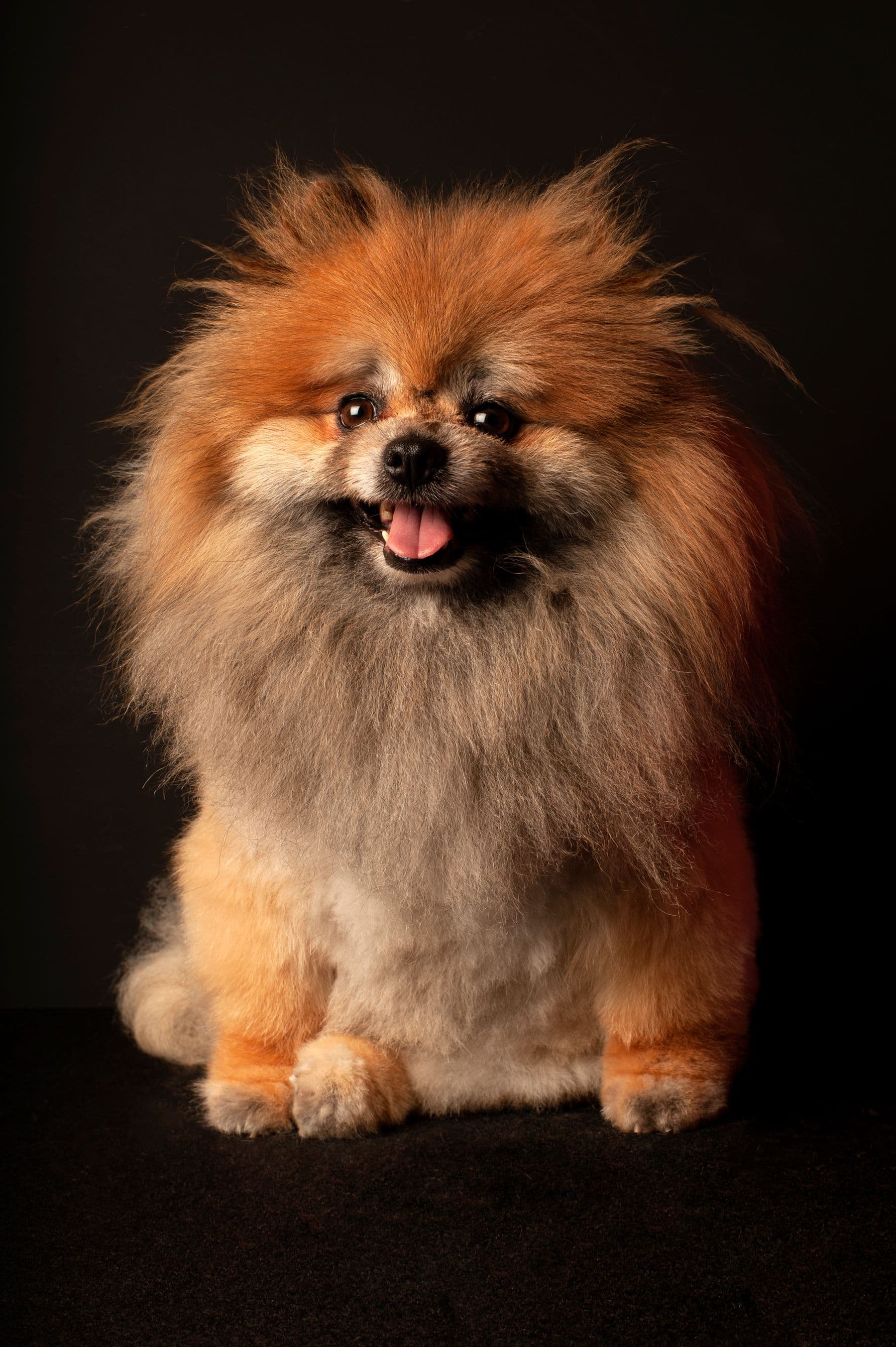 Fudge, a pomeranian, after a groom