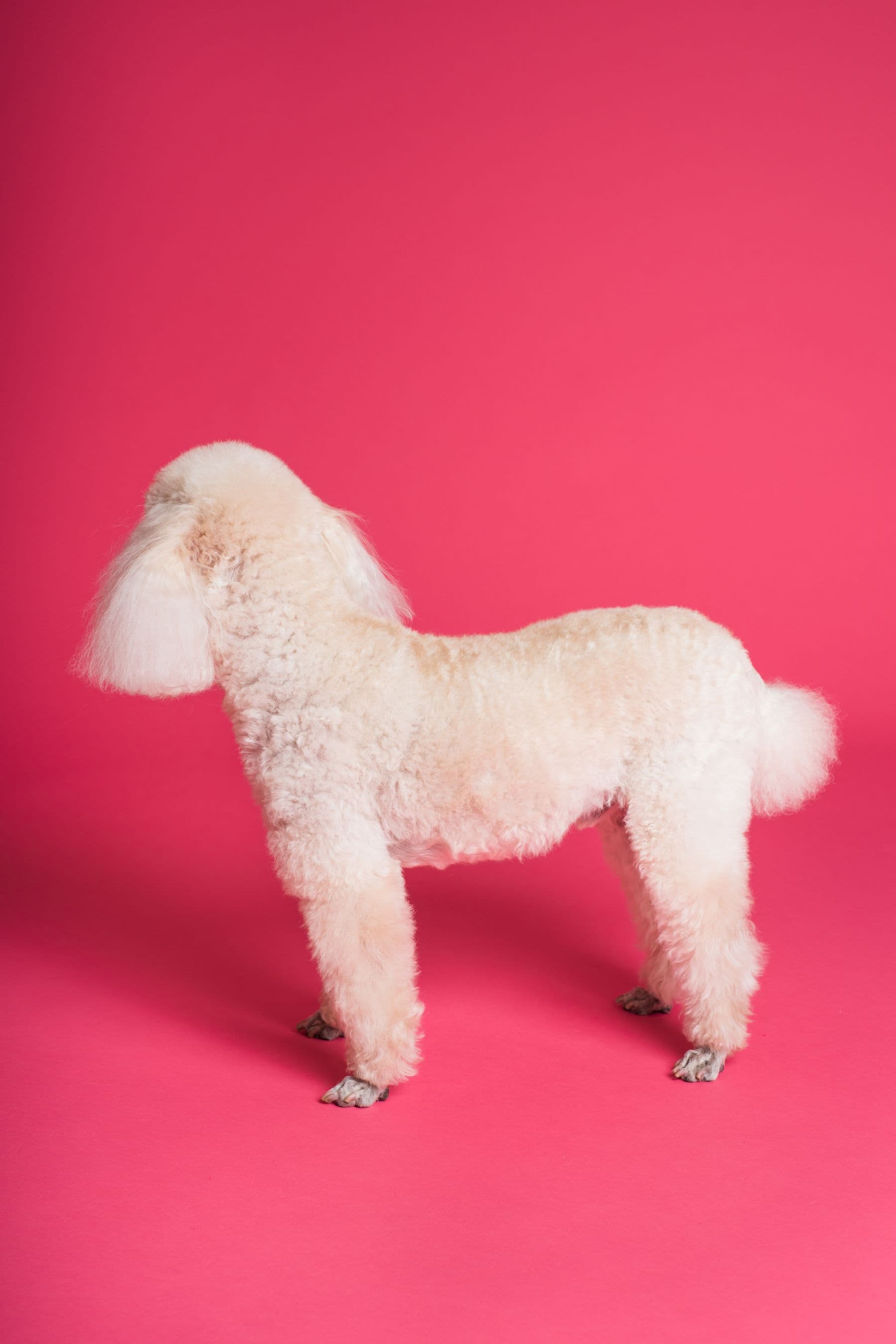 Juno, a toy poodle, after a groom