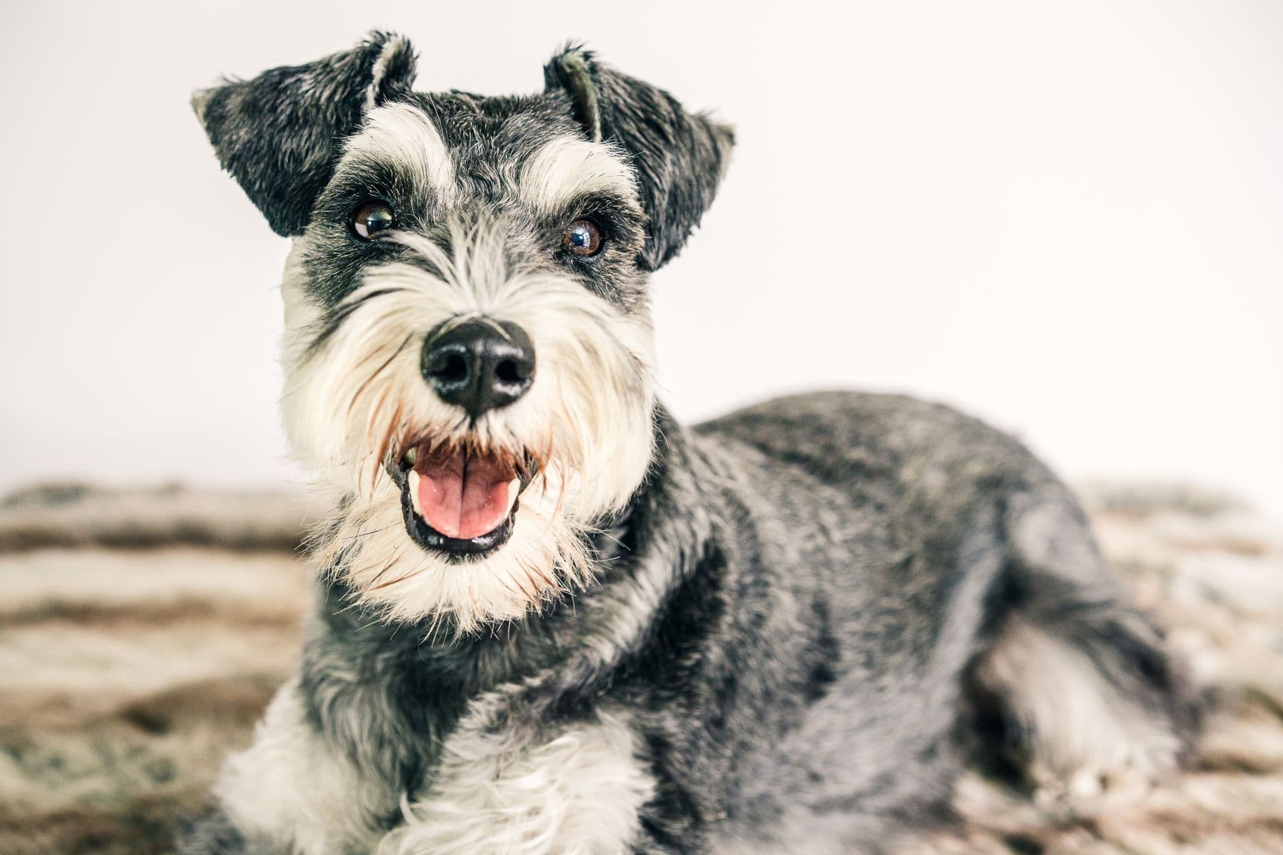 Max, a schnauzer, after a groom