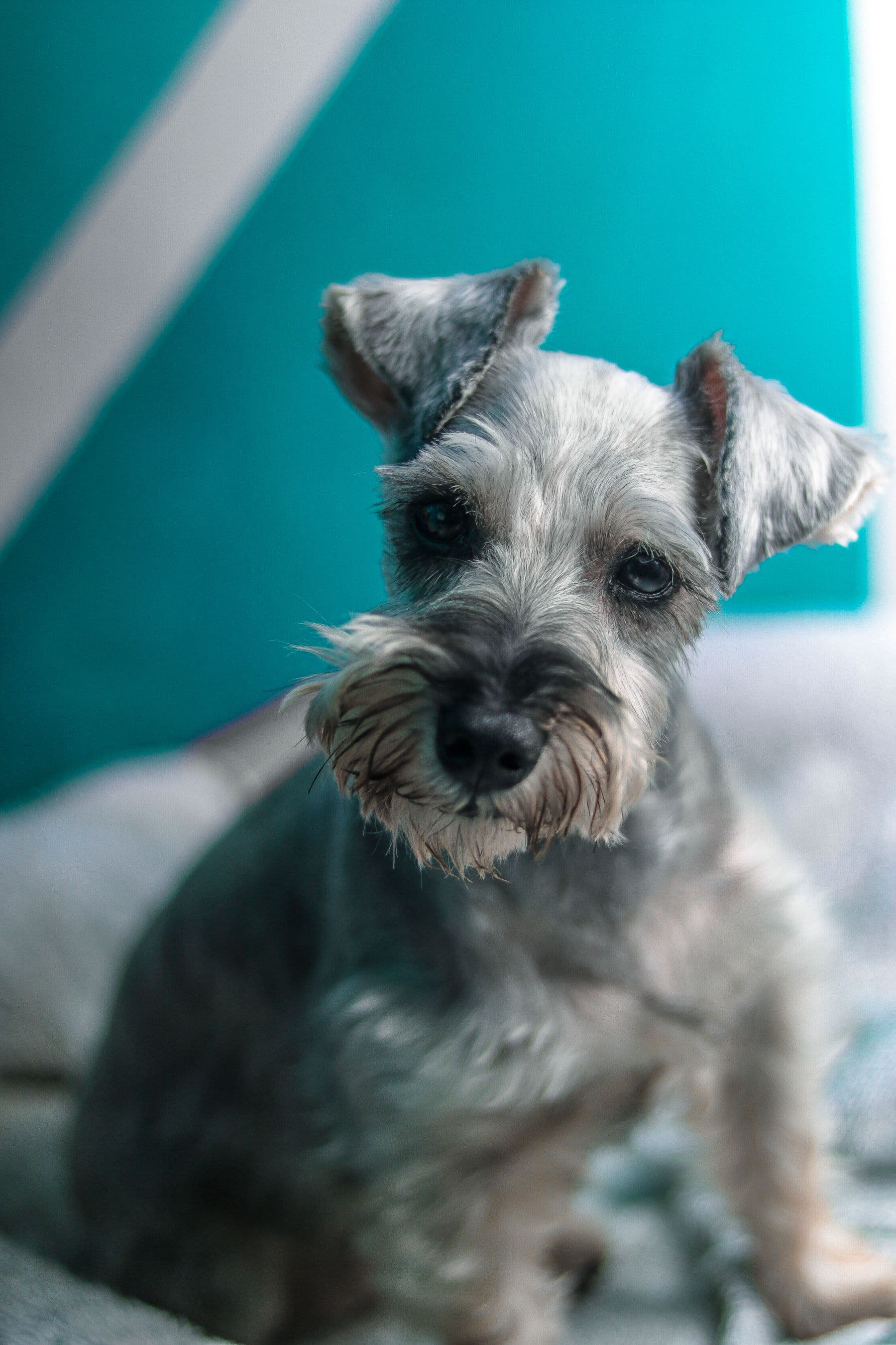 Rolo, a miniature schnauzer, after a groom