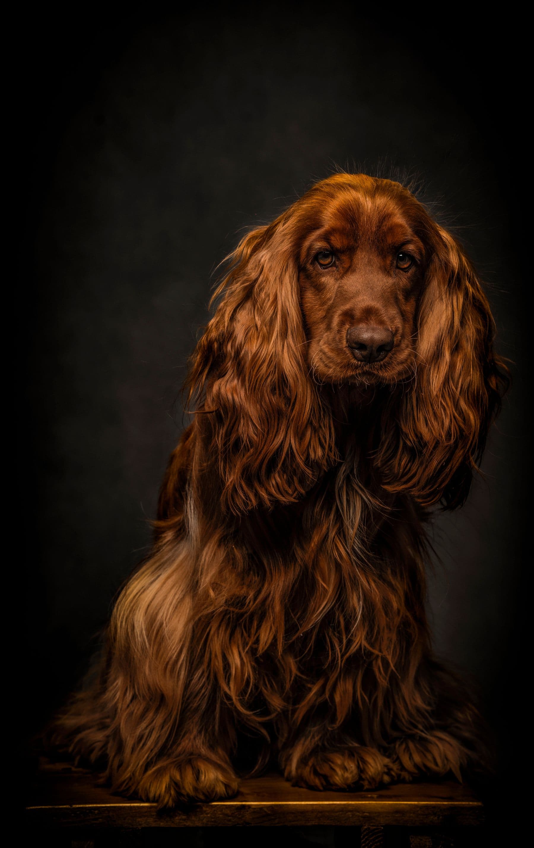 Rufus, a field spaniel, after a groom