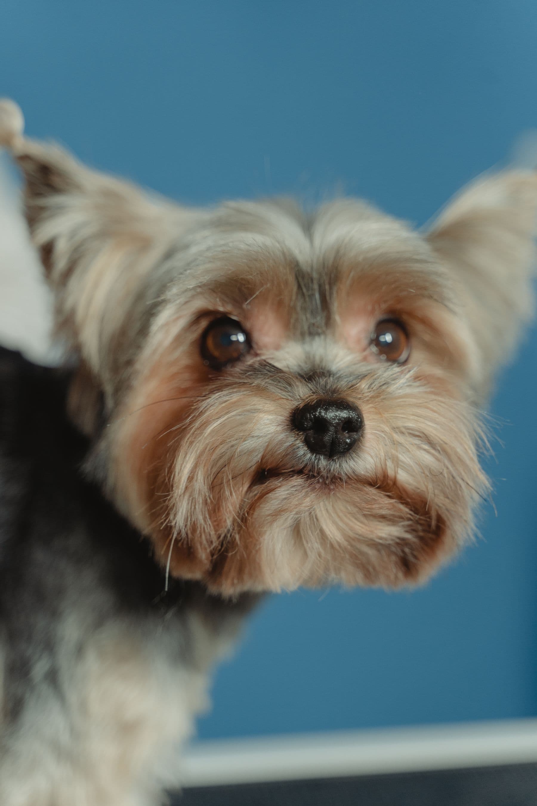 Pepper, a yorkshire terrier, after a groom